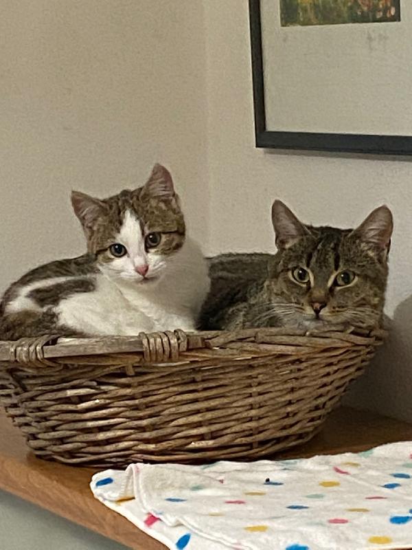 Mamma gatta e la coccola di mamma Foto 8